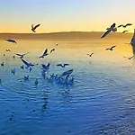 Mir Kaštela